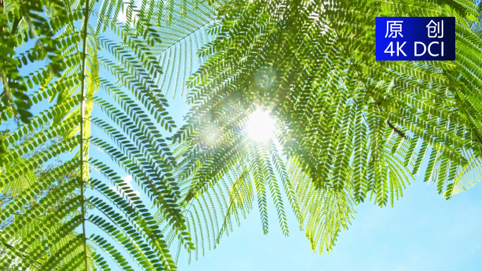唯美空镜热带植物阳光树叶晴空万里海南空镜