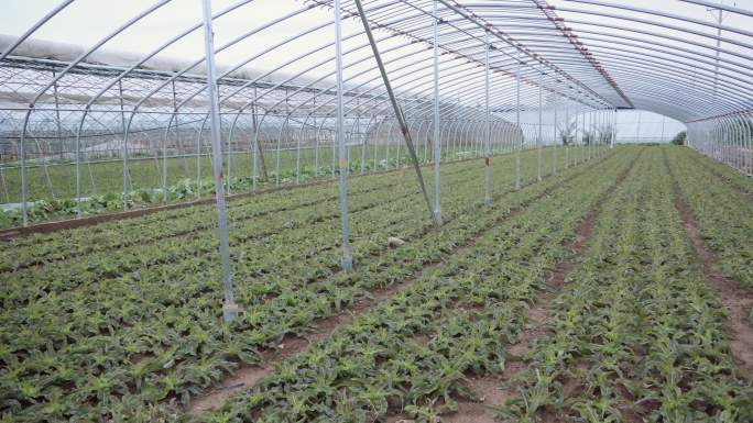 大棚莴苣生菜种植