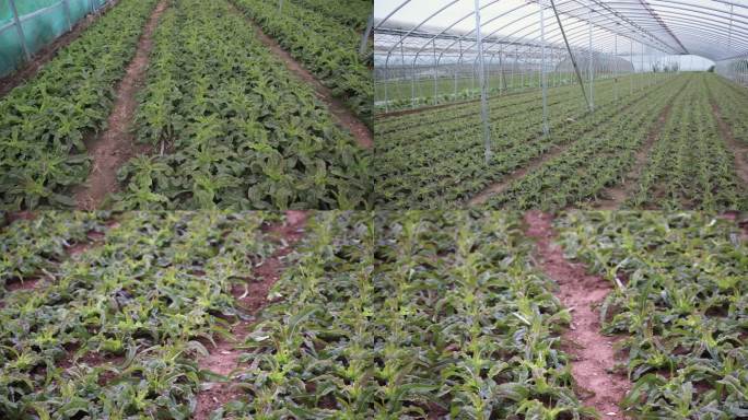 大棚莴苣生菜种植