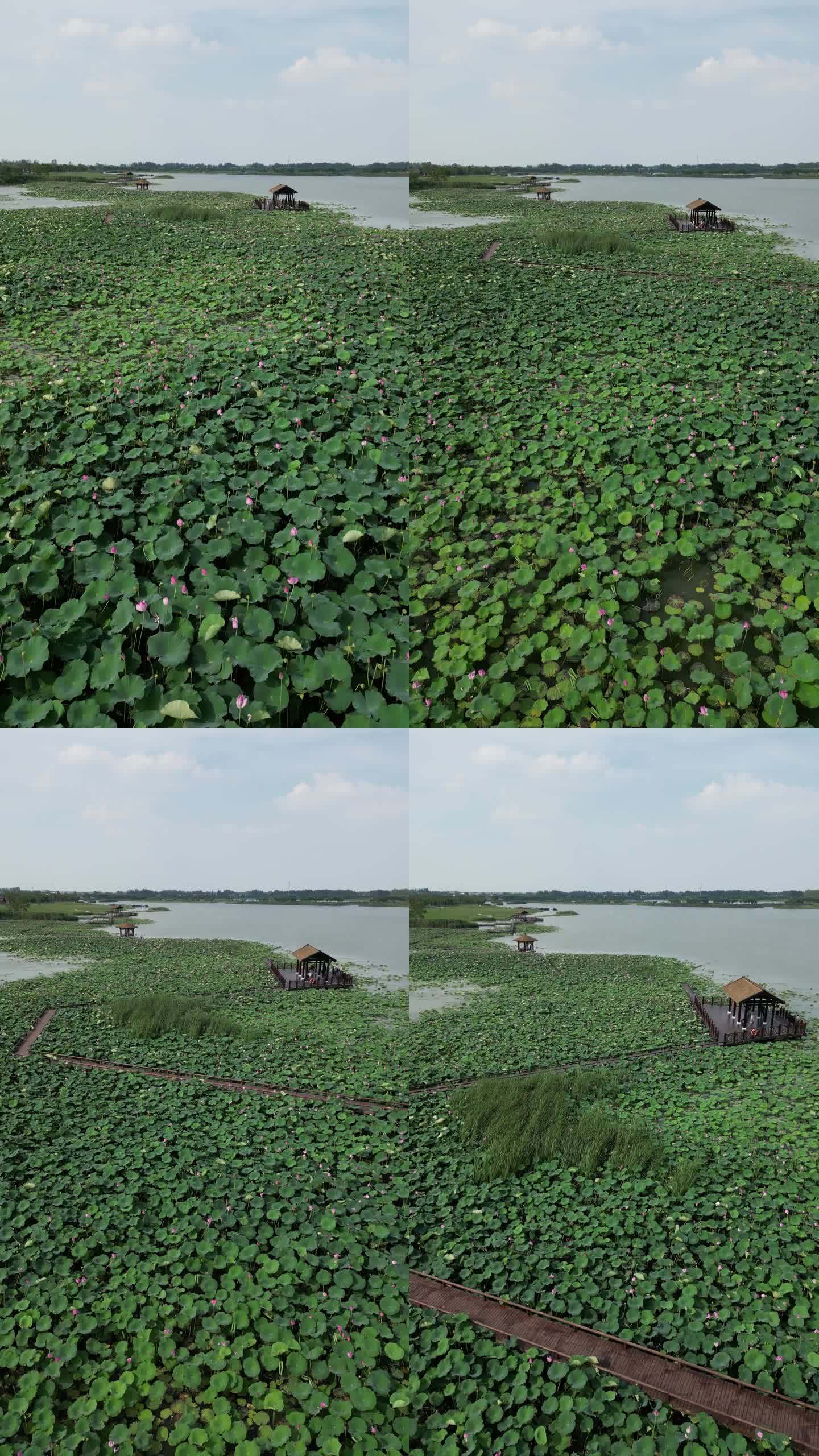 北湖湿地公园荷花塘