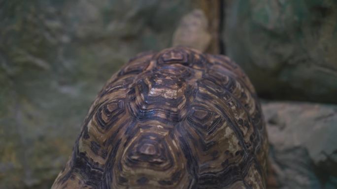 海洋馆两栖动物