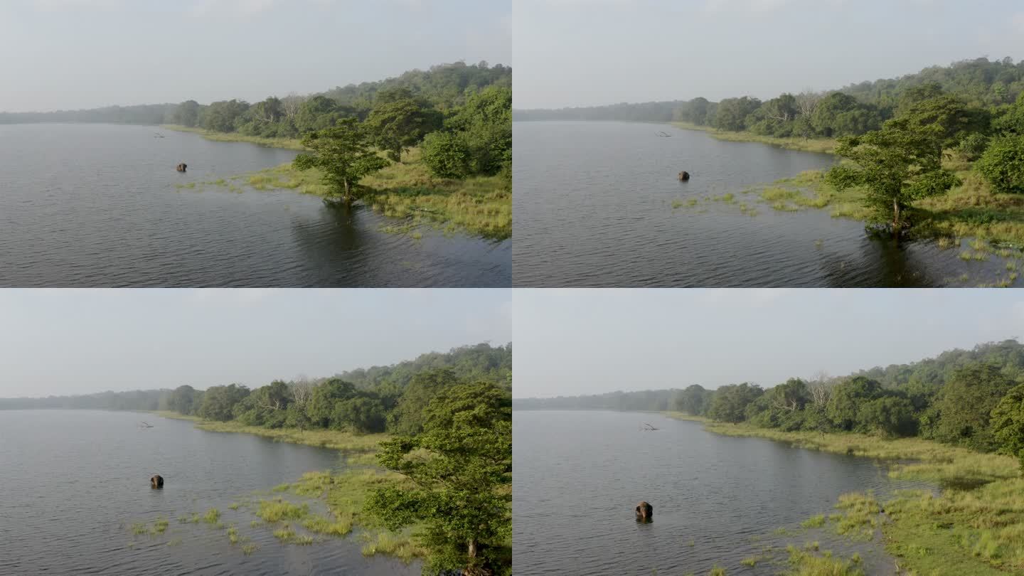 大象在水中觅食，斯里兰卡