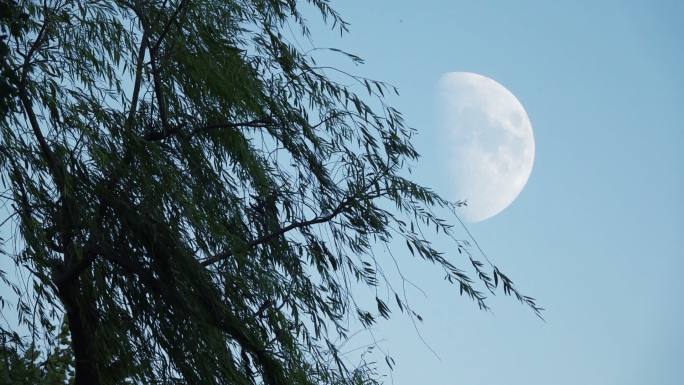 傍晚月亮 月夜中秋月亮树影月色