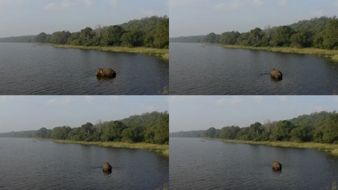 大象在水中觅食，斯里兰卡