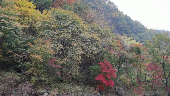 本溪红叶枫叶秋季十一国庆山里风光山景