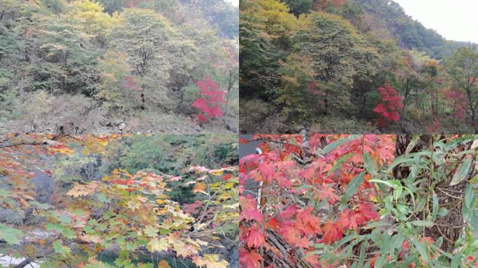 本溪红叶枫叶秋季十一国庆山里风光山景