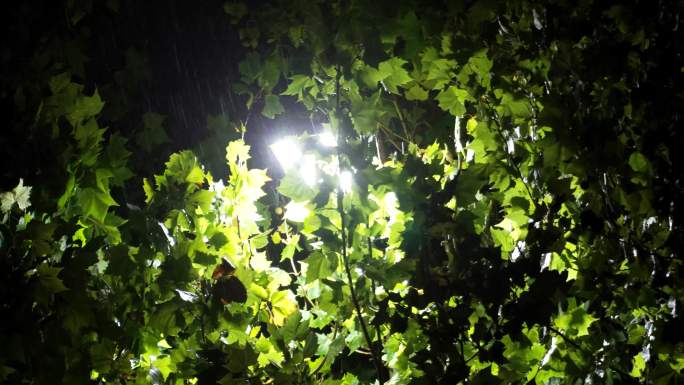 下雨路灯树叶