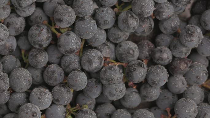 葡萄藤的旋转背景，大量的有机蓝色深色葡萄。食物概念酒，收获和果汁。