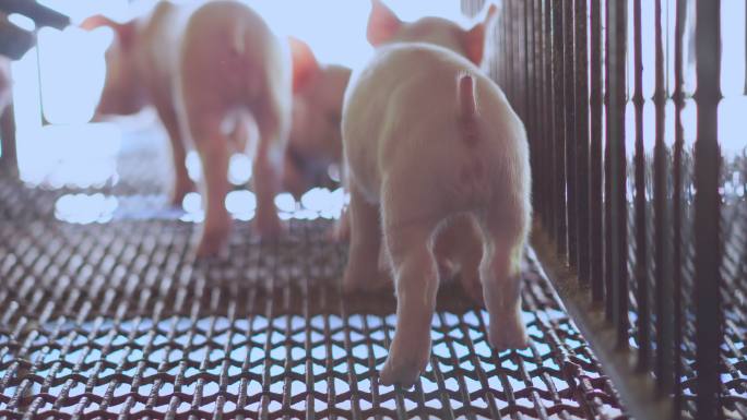 小猪躺在猪圈里，一群哺乳动物呆在猪场的室内