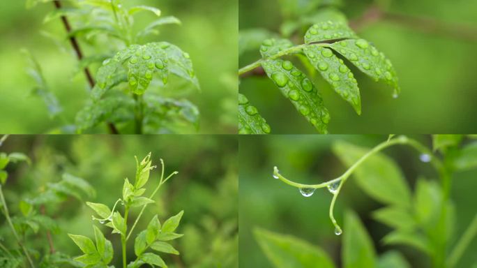 4K莓茶 雪茶 藤茶