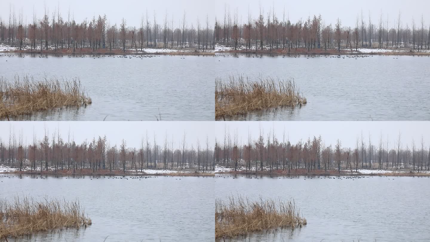 扬州北湖湿地公园冬景