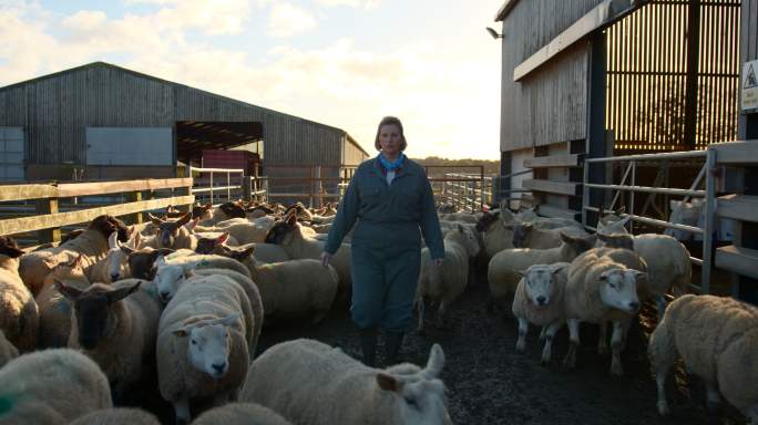 农民牧羊群羊出栏