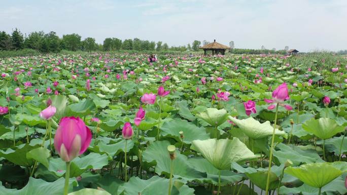 北湖湿地公园荷花塘