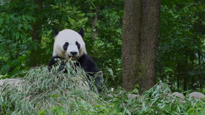碧峰峡的大熊猫吃竹子