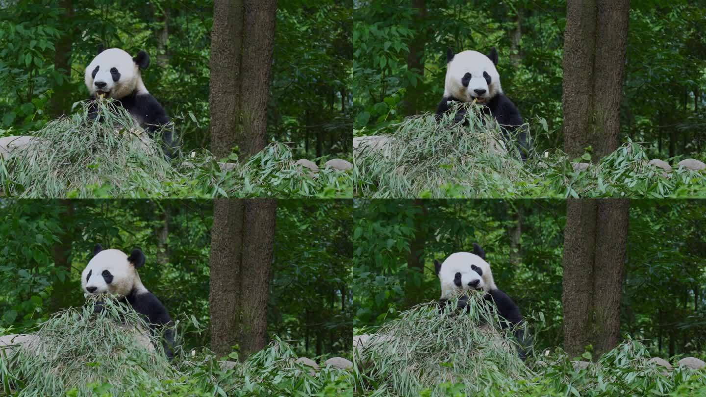 碧峰峡的大熊猫吃竹子