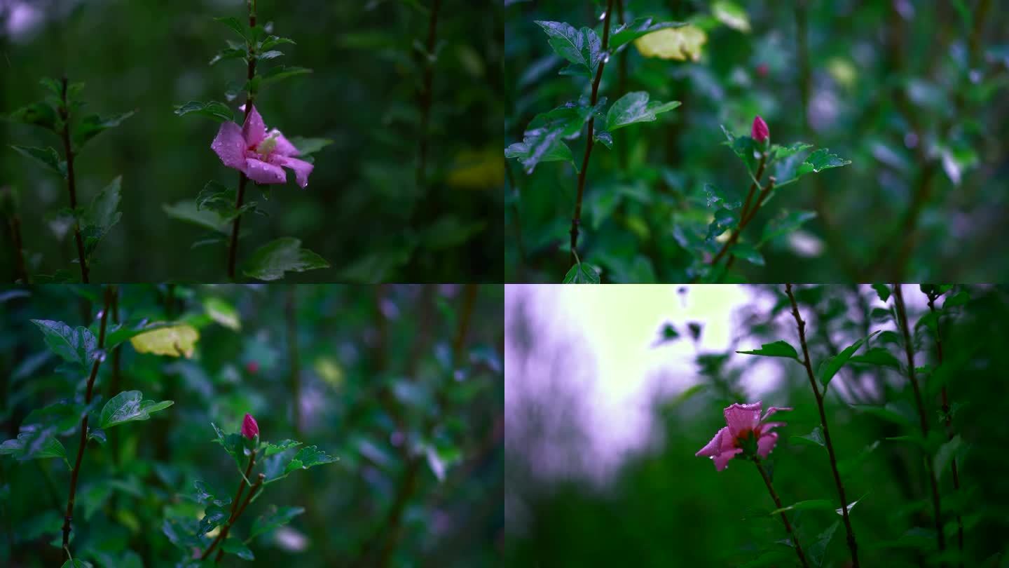 雨中花 孤独 独白 木槿花