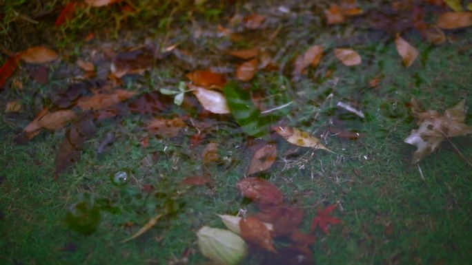 秋 雨水 落叶 秋雨春雨暴雨绵绵细雨