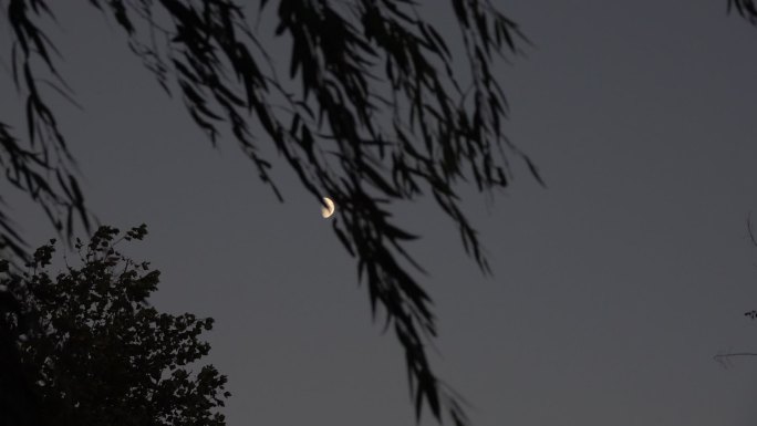 傍晚月亮挂在树梢 月夜树影摇曳