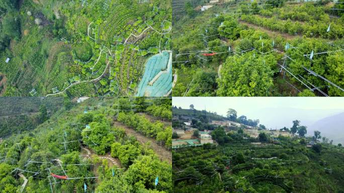 云南冰岛老寨茶山核心区域航拍