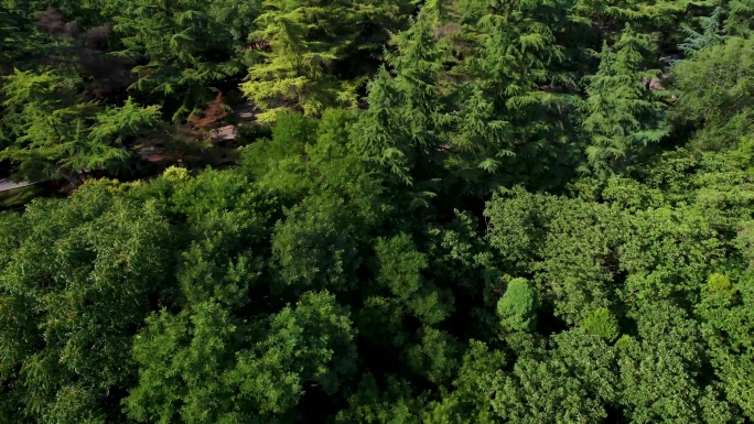 大自然清新树林4k航拍A