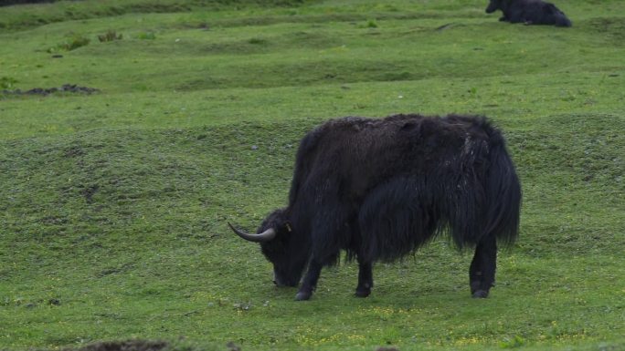草坪上吃草的牦牛