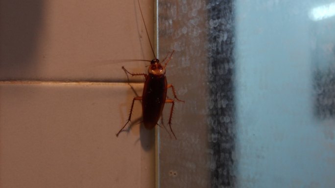 蟑螂在浴室墙壁上微光行走