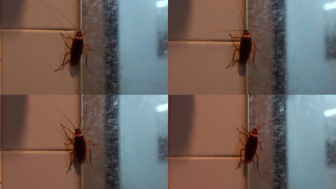 蟑螂在浴室墙壁上微光行走