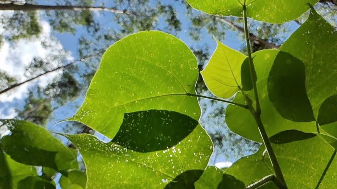 仰望旋转空镜头森林环境保护唯美运镜植物