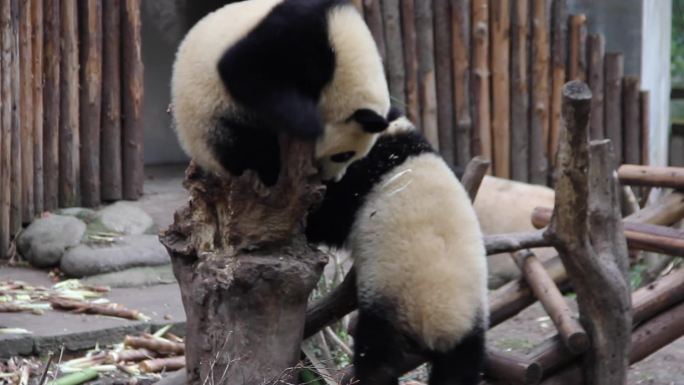 成都熊猫基地大熊猫打闹熊猫打架小熊猫嬉戏