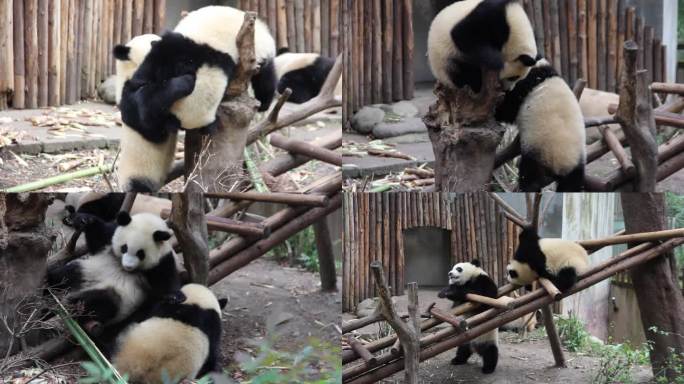 成都熊猫基地大熊猫打闹熊猫打架小熊猫嬉戏