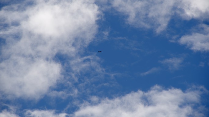 雄鹰翱翔在蓝天白云间
