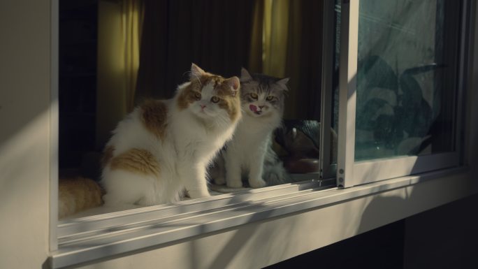 两只猫在窗户附近休息