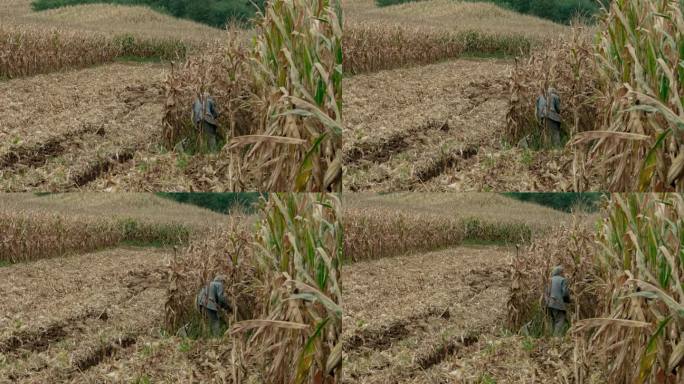 北方农村农田老妪老人老妇劳动掰苞米收玉米