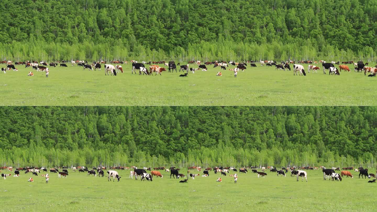 呼伦贝尔草原山地牧场牛群