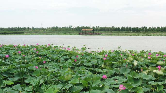 北湖湿地公园荷花塘