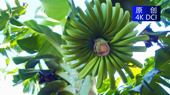 香蕉树蕉热带水果树天然绿色水果