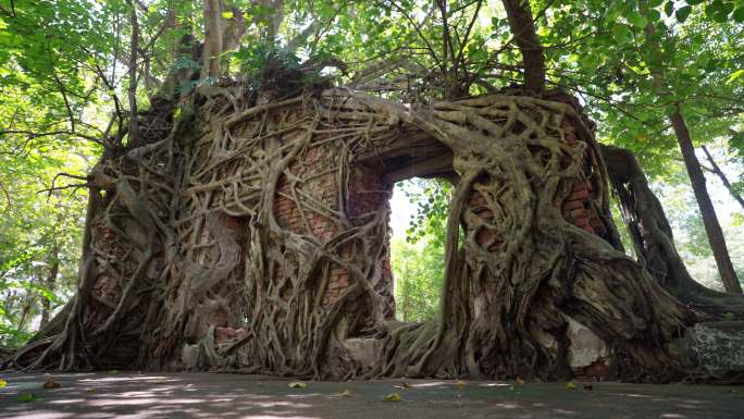 全景：在阳光和森林下，用砖砌成的、被菩提树和树根覆盖的令人惊叹的古庙墙和门