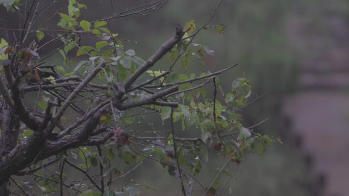 下着小雨的场景