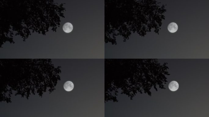 月夜中秋月亮树影月色