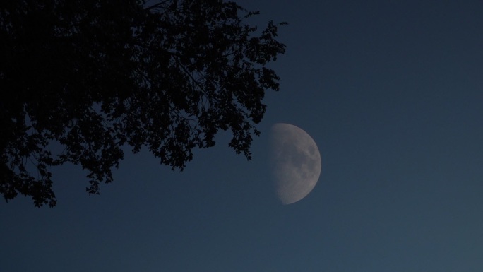 月夜中秋月亮树影月色月夜中秋月亮树影月色