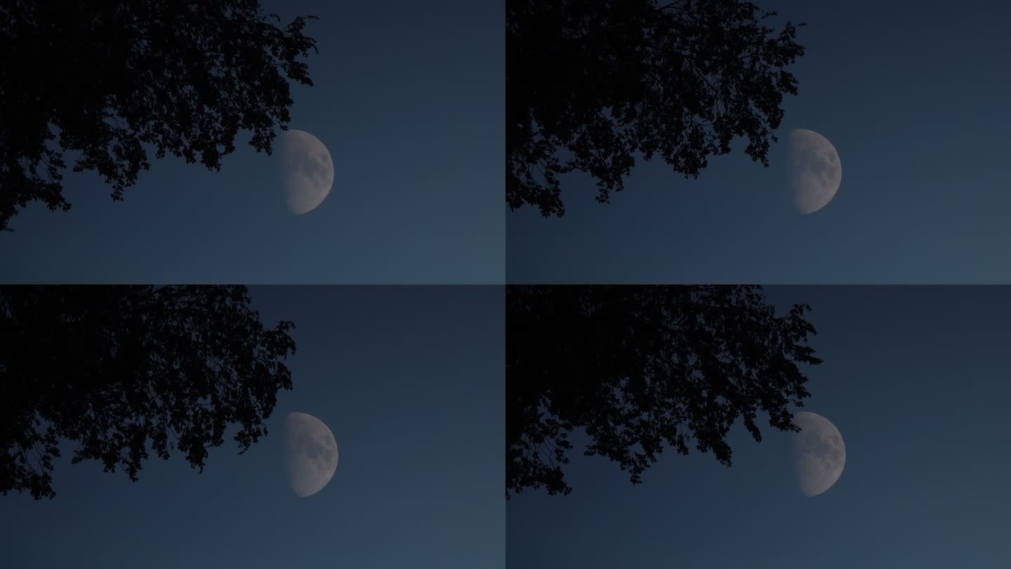 月夜中秋月亮树影月色月夜中秋月亮树影月色