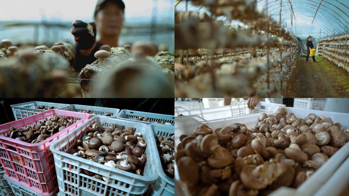 摘蘑菇素材  大棚香菇