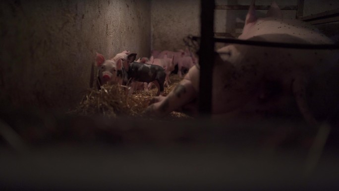 刚出生的小猪在农场母猪附近的猪舍里探索