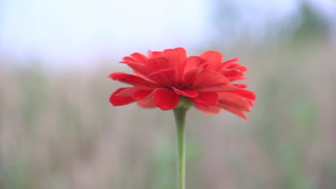 野花野草