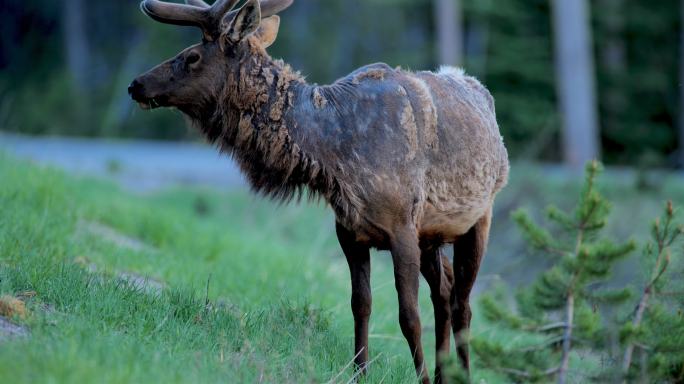 怀俄明州黄石国家公园放牧麋鹿