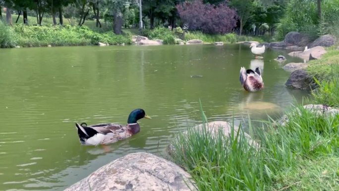 池塘里的鹅和鸭子观赏鸭子