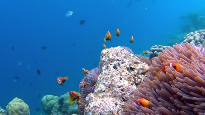 马尔代夫海葵中的海葵