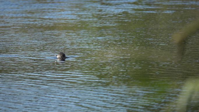 湖面上一只野鸭钻水里了