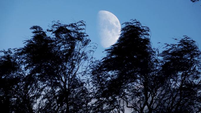 傍晚月亮 月夜中秋月亮树影月色