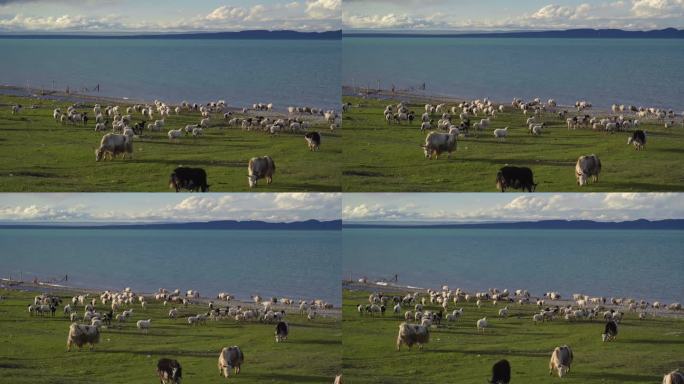 中国青海省青海湖附近的绵羊和牦牛。